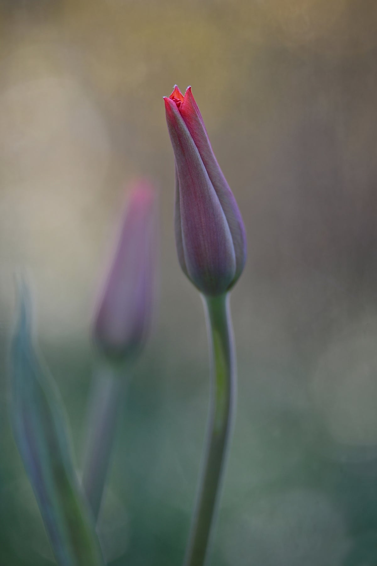 framedposter-print-desire-ii