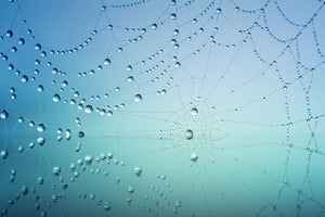 acrylic-print-cobweb-in-morning-dew