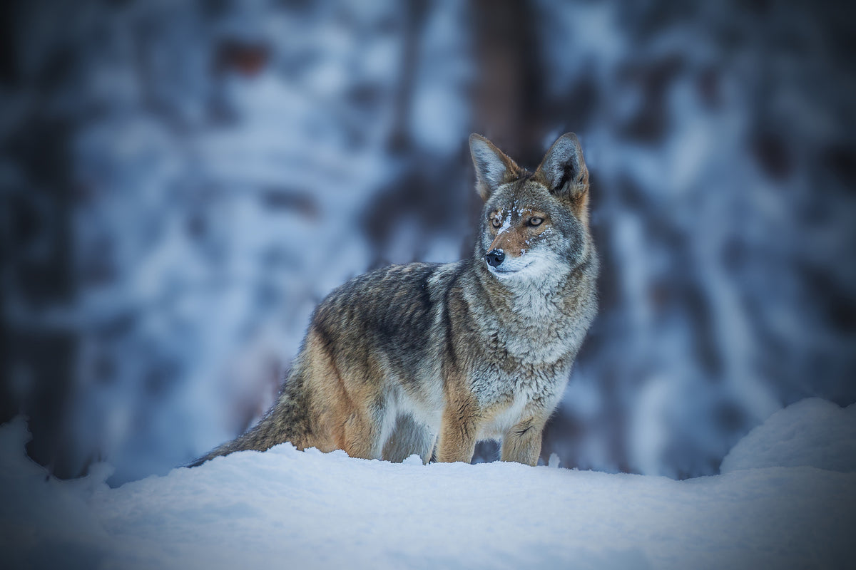 acrylic-print-coyote-in-winter-x