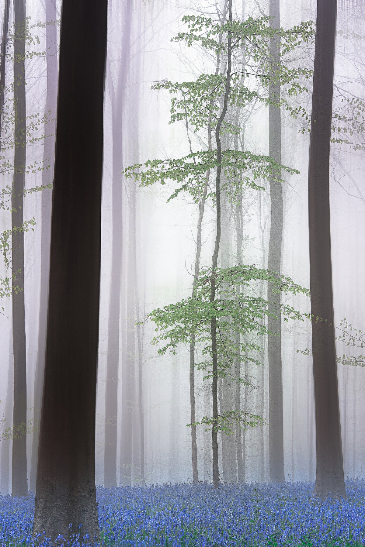 framedposter-print-foggy-forest-x