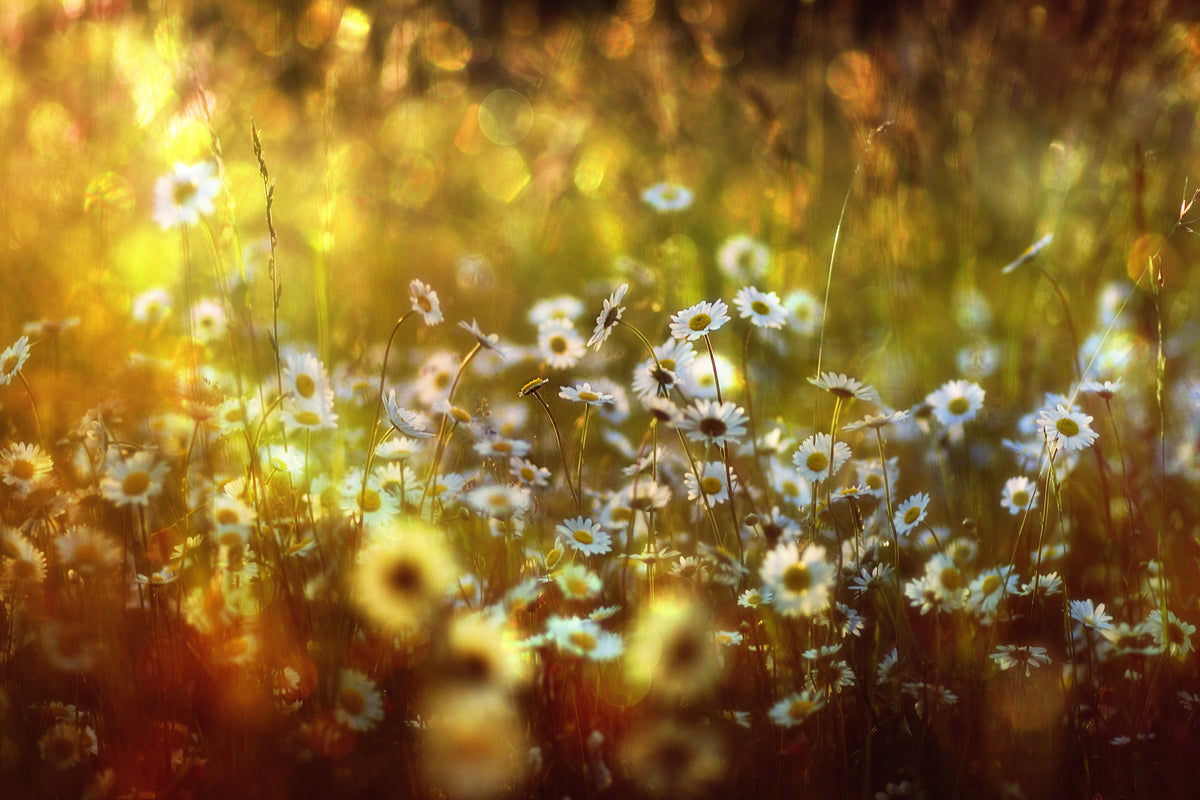 canvas-print-wonderland
