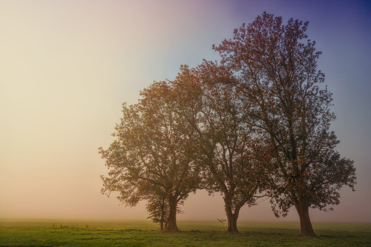 acrylic-print-the-crooked-tree