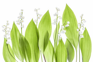 aluminium-print-lily-of-the-valley