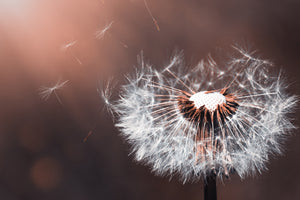 aluminium-print-dandelion-in-the-evening-light