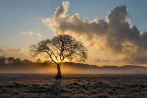 3-piece-acrylic-print-a-lonely-tree