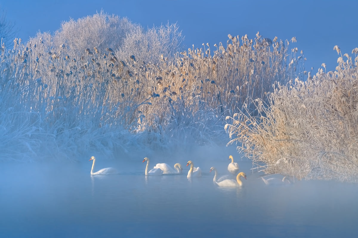 3-piece-acrylic-print-blue-swan-lake