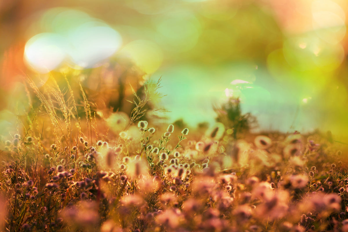 poster-print-flower-meadow-at-twilight