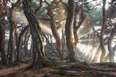 poster-print-sacred-pine-trees-x