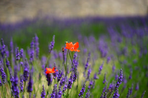 framedposter-print-poppy-in-the-lavender