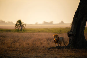 acrylic-print-palm-tree-king-x