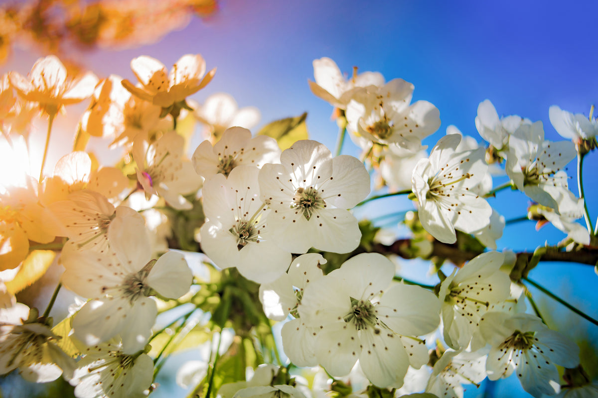 acrylic-print-the-apple-tree-blossom