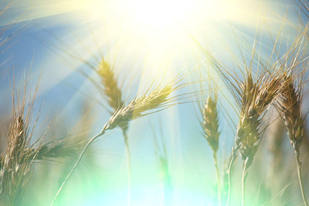 acrylic-print-king-of-cereals