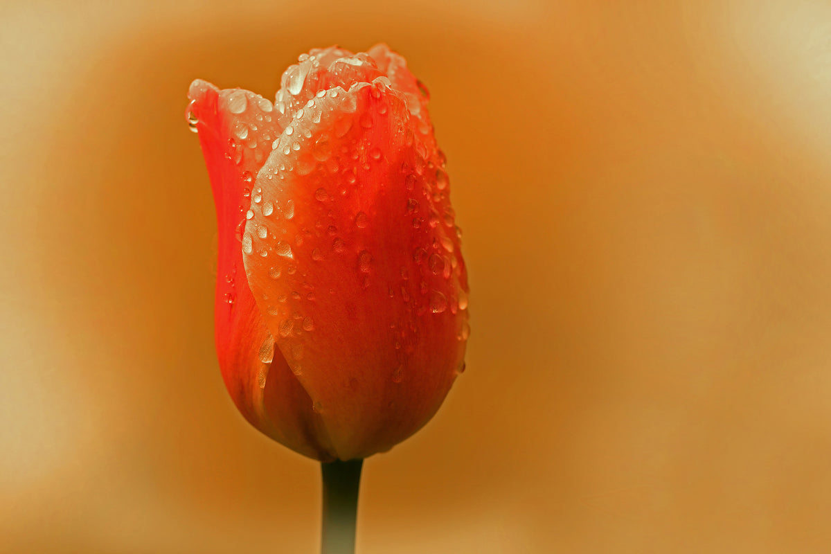 poster-print-a-tulip-in-the-morning-dew
