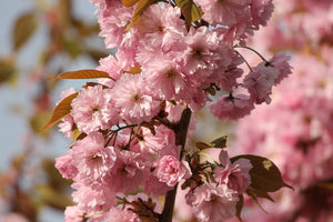 3-piece-acrylic-print-the-ornamental-cherry