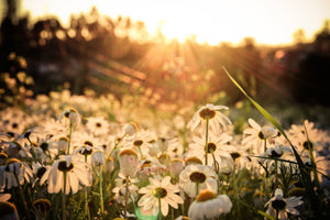 modern-3-piece-canvas-print-daisies-at-sunset