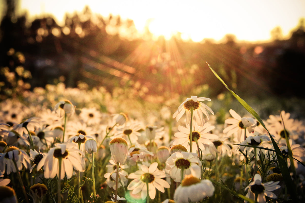 modern-3-piece-canvas-print-daisies-at-sunset