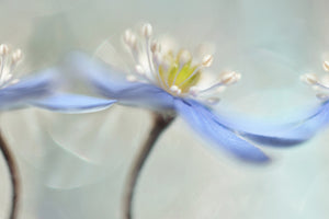 canvas-print-dancing-anemones