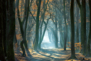 canvas-print-cold-light-x