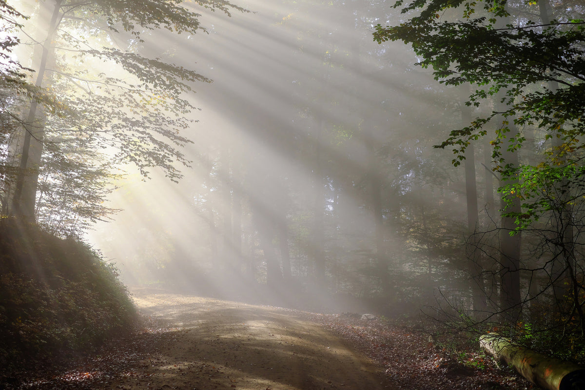 3-piece-aluminium-print-mystical-light-in-the-forest