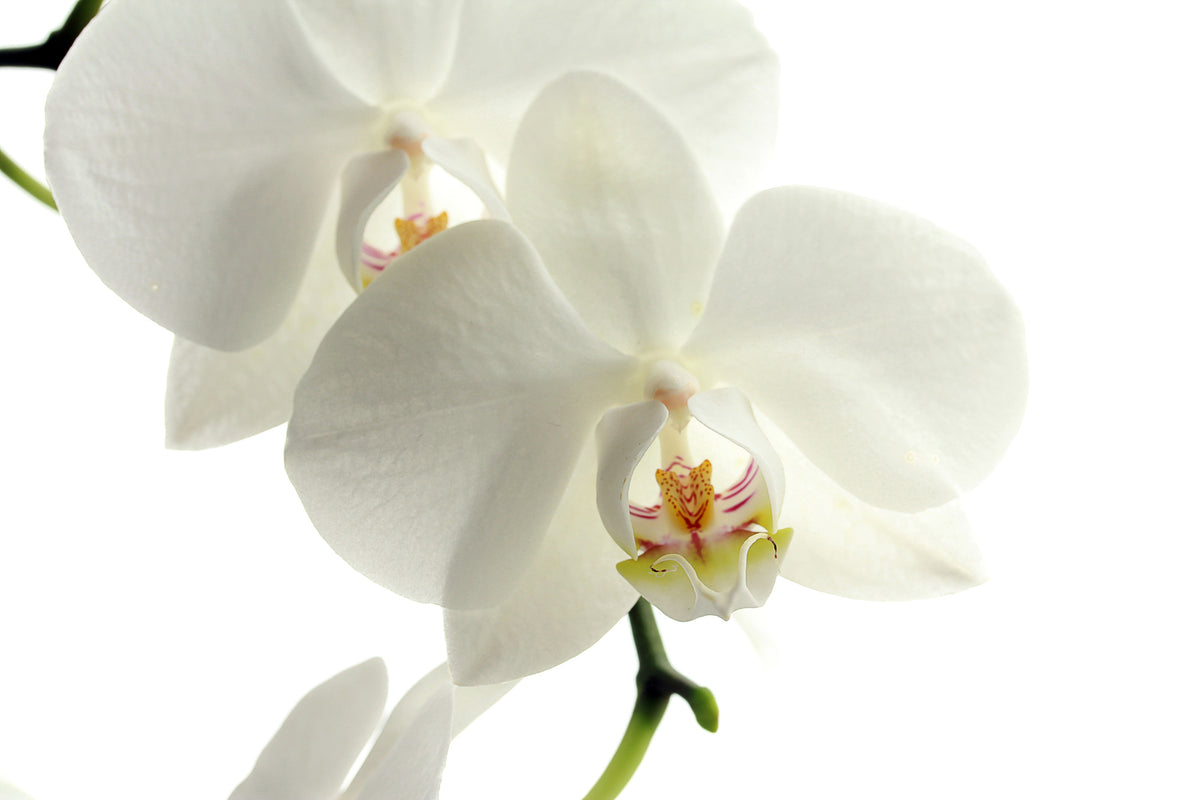 3-piece-canvas-print-orchids-bloom