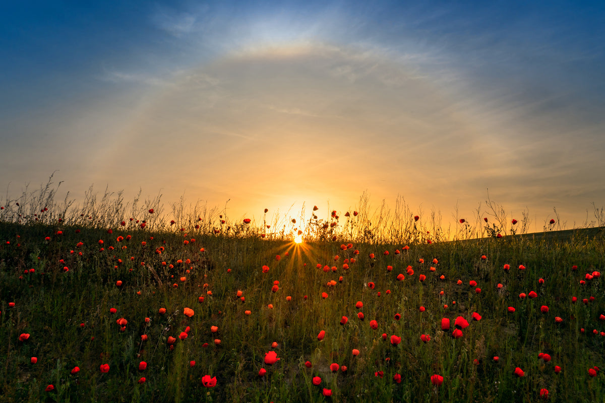 modern-3-piece-aluminium-print-red-poppies-and-sunrise