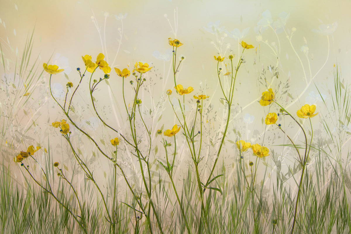 canvas-print-good-morning-xid