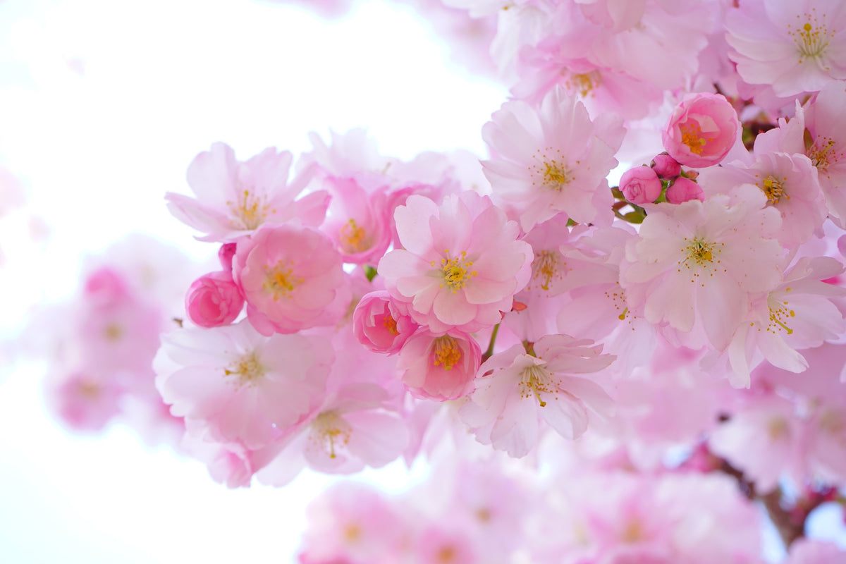 3-piece-canvas-print-japanese-cherry-blossom-xl