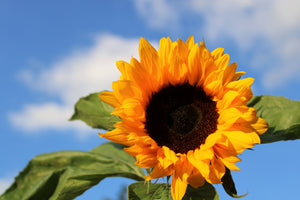 framedposter-print-sunflower-in-bloom