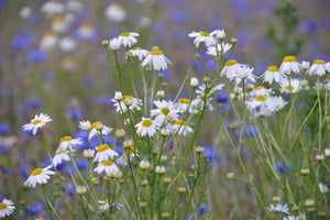 aluminium-print-wild-flower-meadow