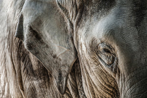 modern-3-piece-acrylic-print-close-up-elephant