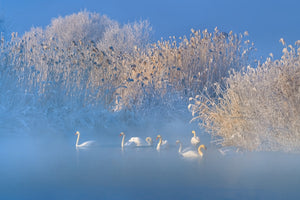 3-piece-canvas-print-blue-swan-lake