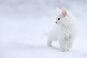 aluminium-print-white-as-snow