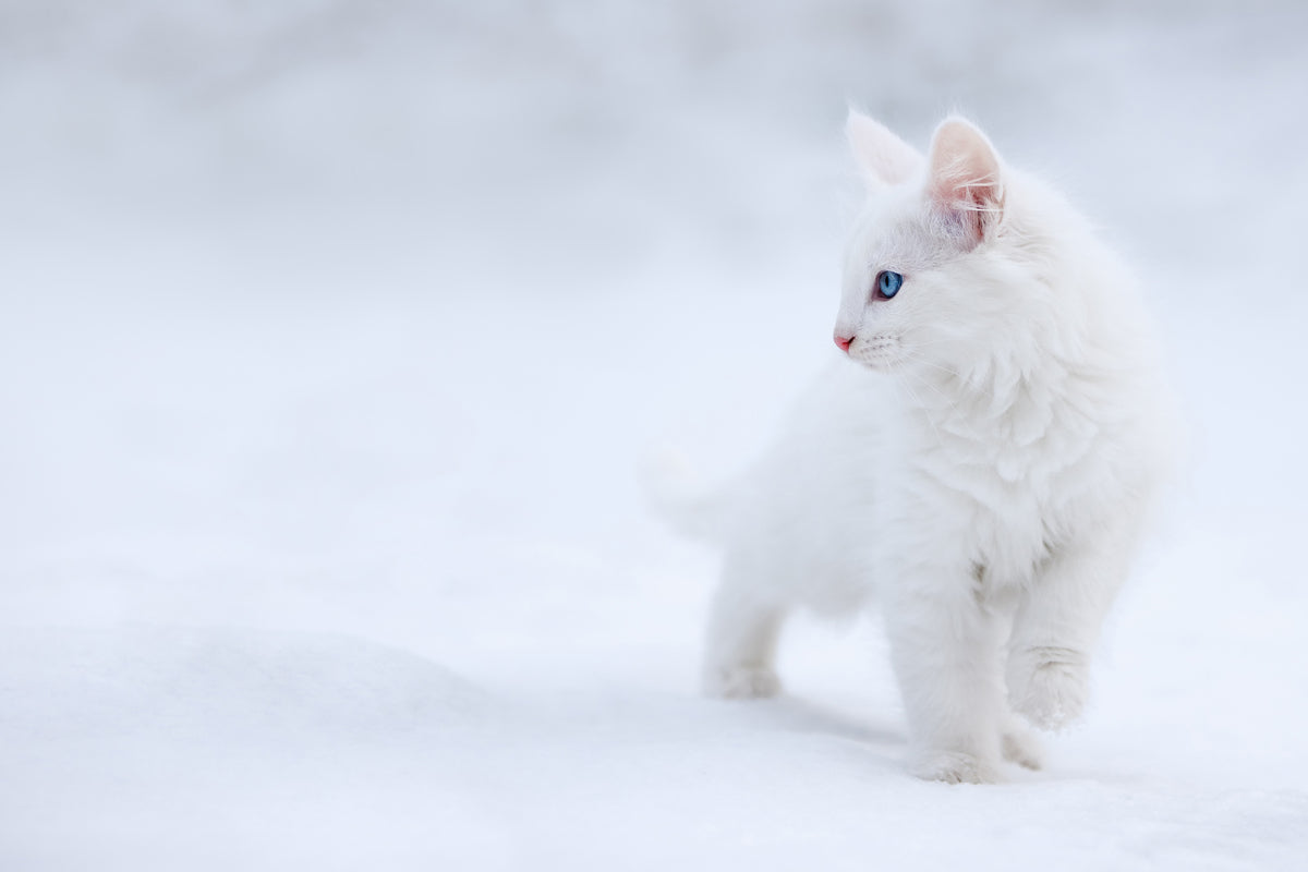 aluminium-print-white-as-snow