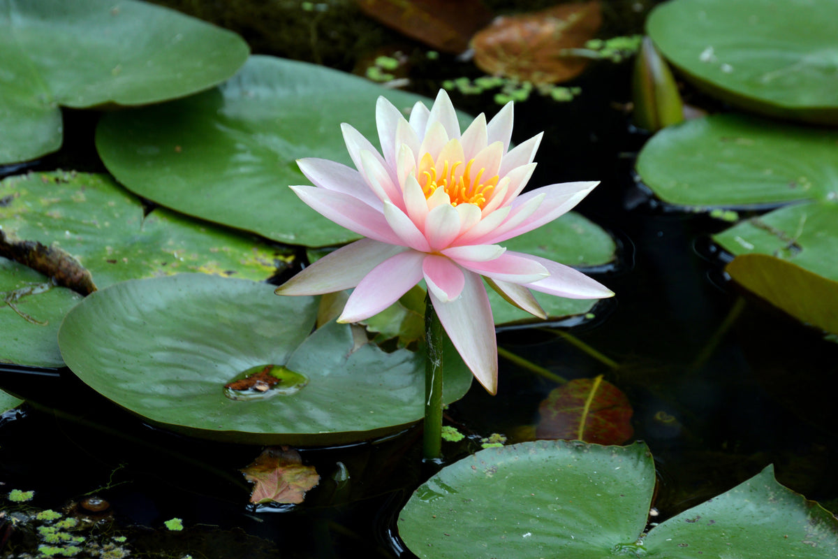 3-piece-acrylic-print-the-proud-water-lily