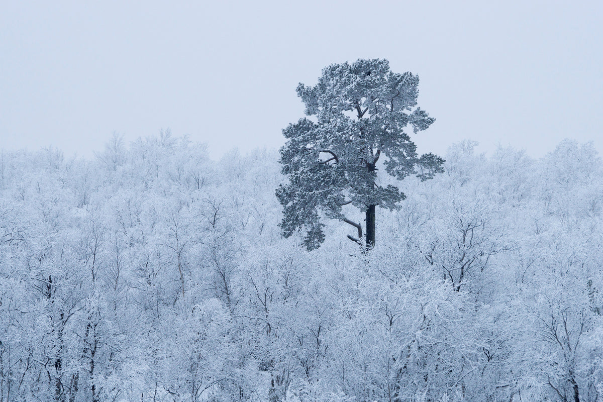 acrylic-print-first-snow-x