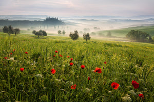 canvas-print-tuscan-spring