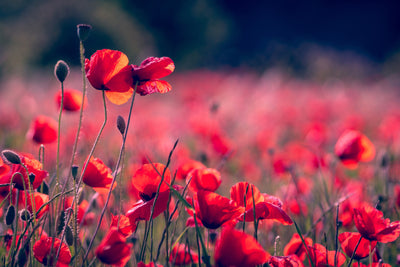 poster-print-in-the-poppy-field