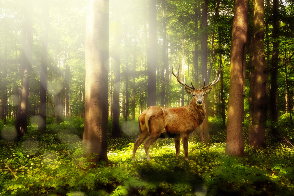 framedposter-print-attention-deer