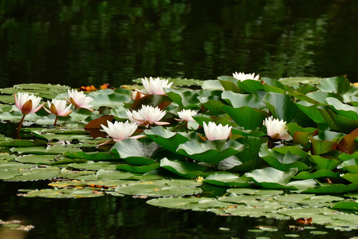 aluminium-print-a-field-full-of-water-lilies