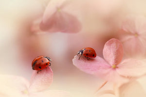 framedposter-print-ladybirds-on-pink-hydrangea