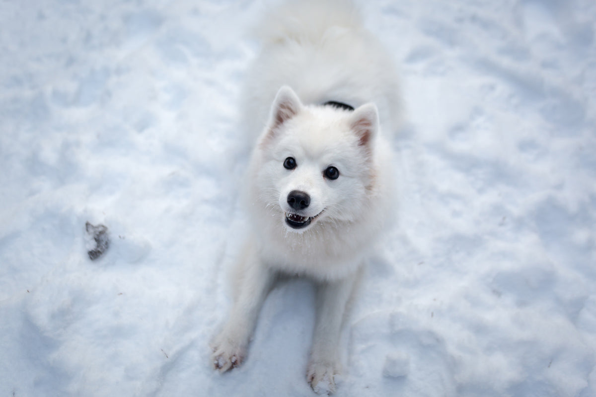 framedposter-print-dogs-joy-in-the-snow