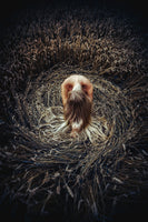 canvas-print-keeper-of-the-earth