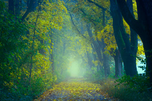 aluminium-print-green-forest