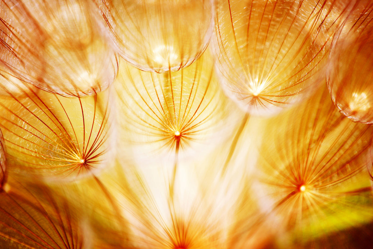 canvas-print-close-up-dandelion-in-light