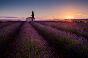 acrylic-print-provence-lavender-x