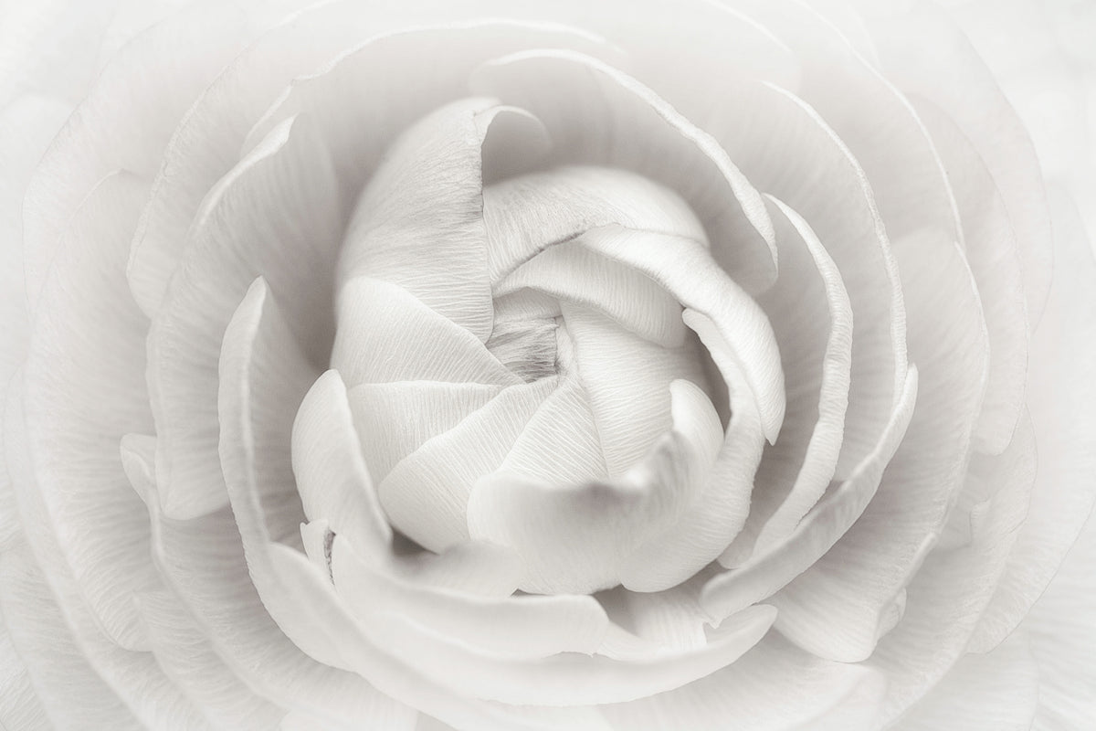modern-3-piece-canvas-print-ranunculus