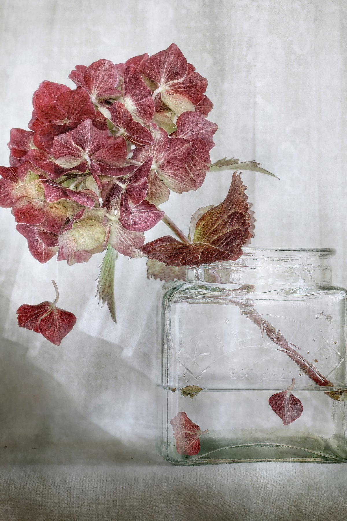 aluminium-print-hydrangea-xaa