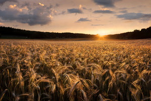 aluminium-print-fields-of-gold-x