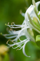 framedcanvas-print-macro-florescence