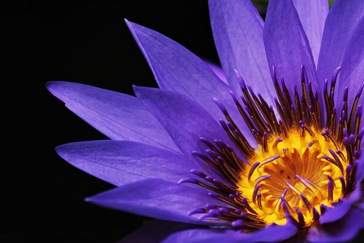 3-piece-canvas-print-xl-water-lily-in-purple